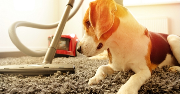 Un chien et un aspirateur