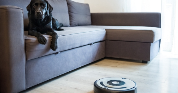 Un chien et un aspirateur