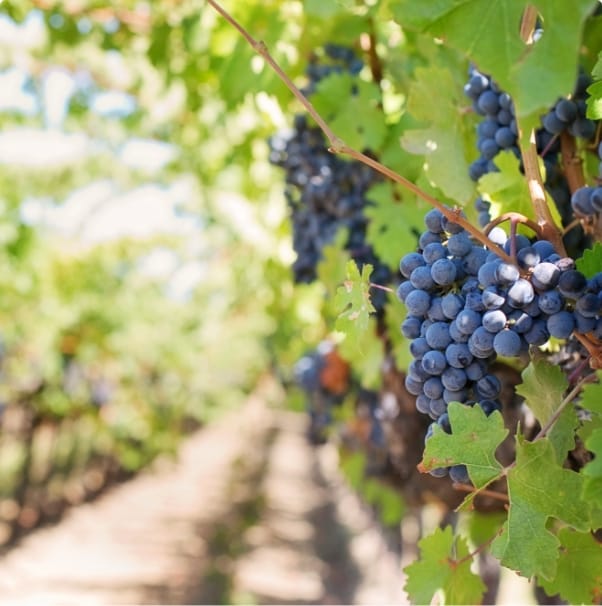 Qu’est-ce qu’un cépage ?