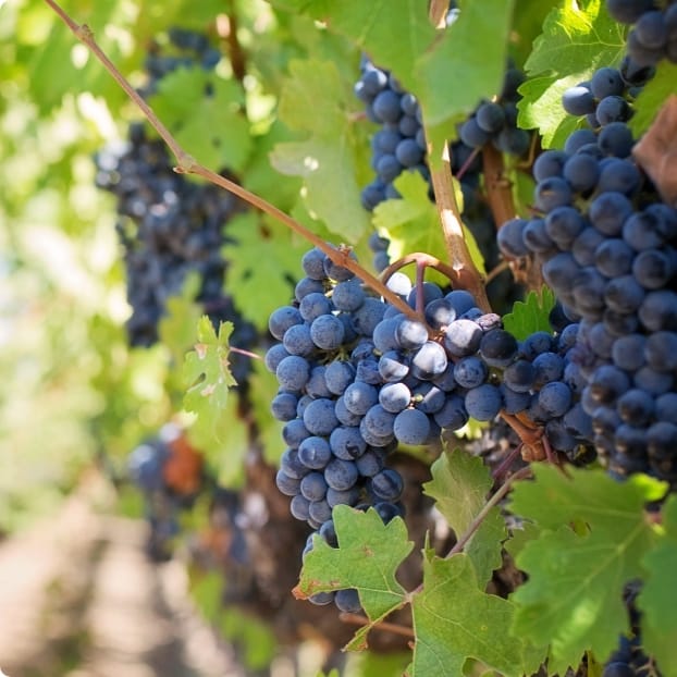 Qu’est-ce qu’un cépage ?