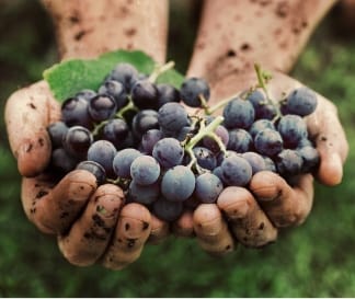 Photo grappe de raisin