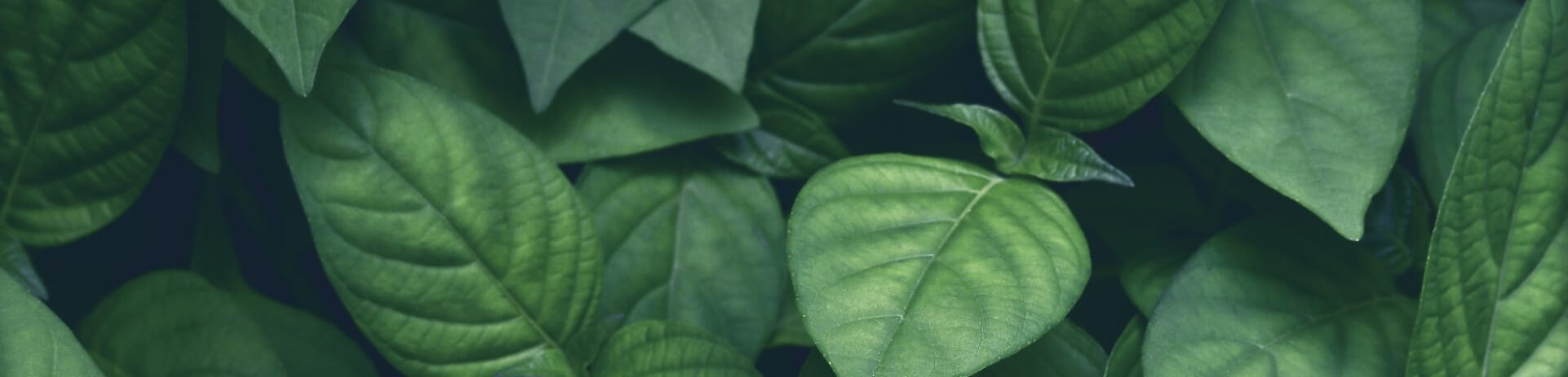 Mur de télés cathodiques